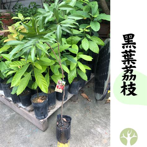 適合北部種植的果樹|[問題] 有沒有適合北部的新興果樹？ +花卉鑑定